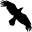 Data Crow icon